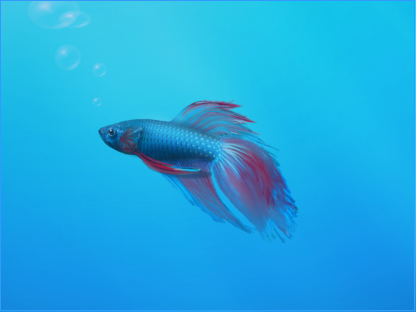 The Betta Siamese Fighting Fish