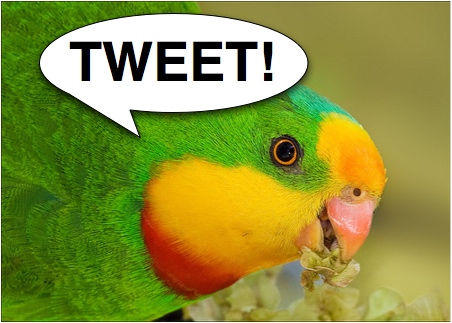 Tweeting parrot